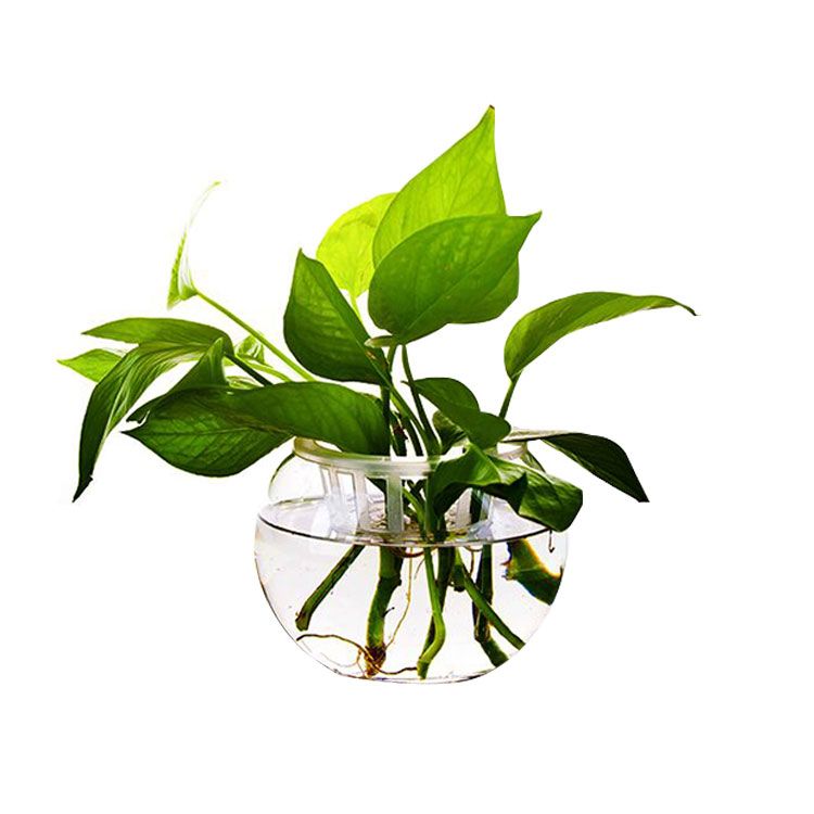 卡佩利丝 透明水培植物玻璃花瓶水养绿箩水培绿萝插花圆球玻璃花瓶