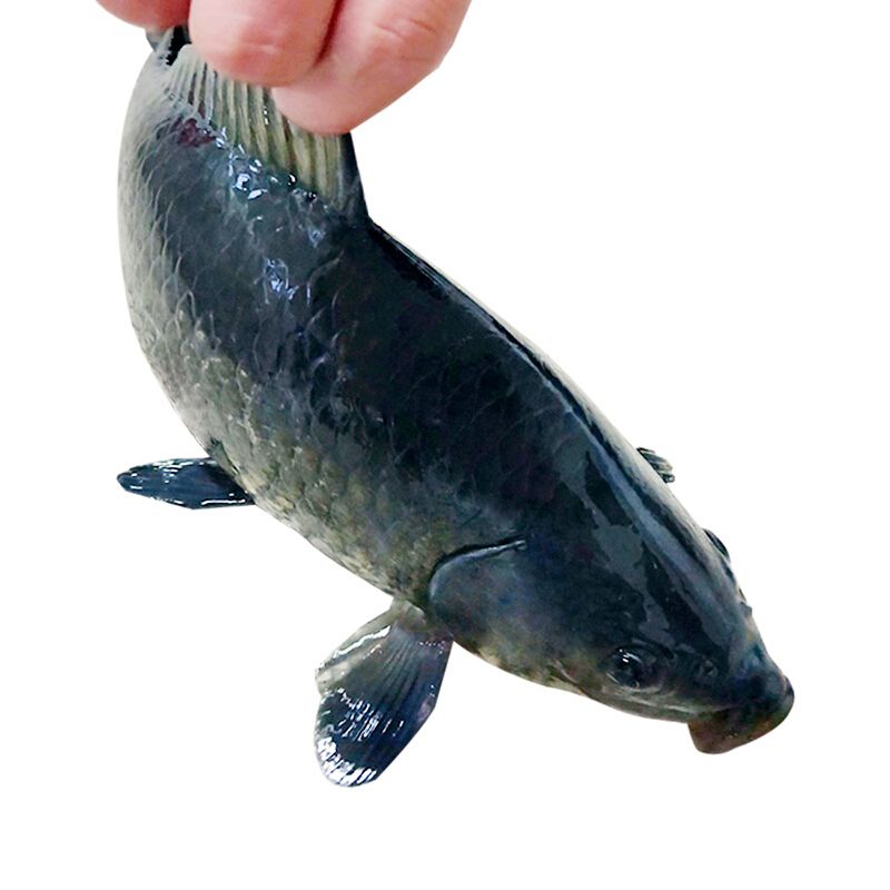 千岛鱼先生 千岛湖野生鲫鱼 现杀净膛 野生淡水鱼 单条1-1.