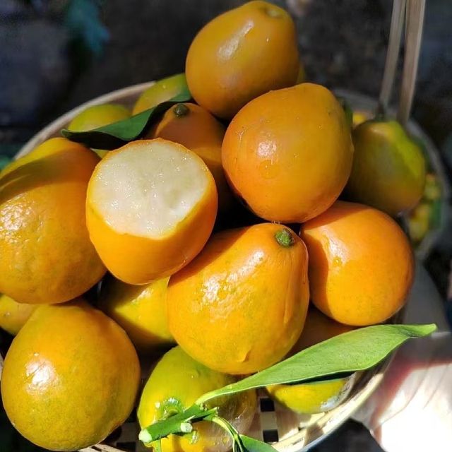 姆佬侬 新鲜水果 脆蜜金桔(下单后15天内发货，感谢理解，客服联系：罗翠美18677866969微信同号）